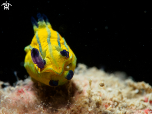 A Roboastra. sp | Nudi