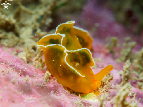 A Nudi