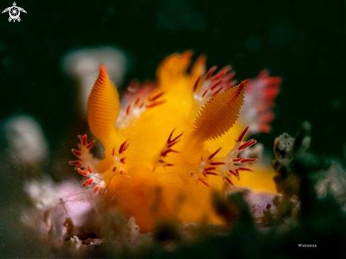 A Kaloplocamus acutus | Nudi