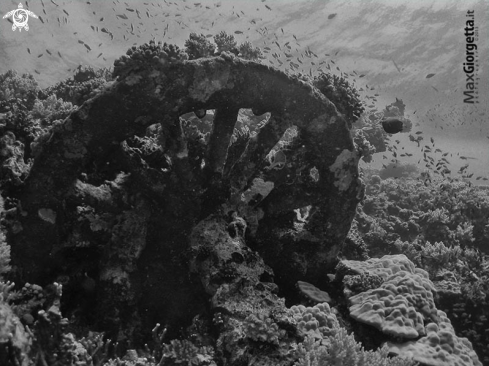 A Numidia wreck