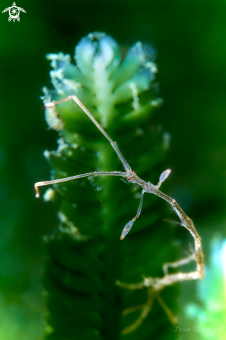 A Quadrisegmentum sp. | SHRIMP