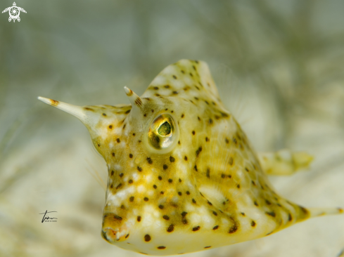 A Honeycomb Cowfish