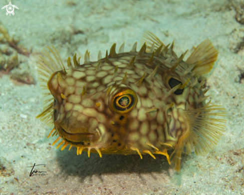 A Web Burrfish