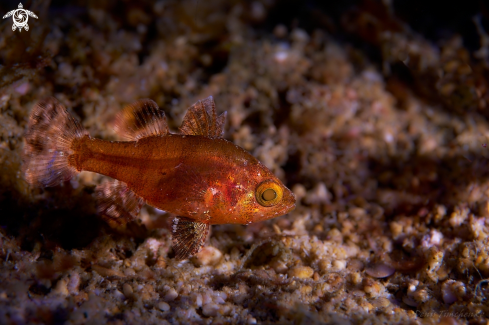 A Cardinalfish | FISH