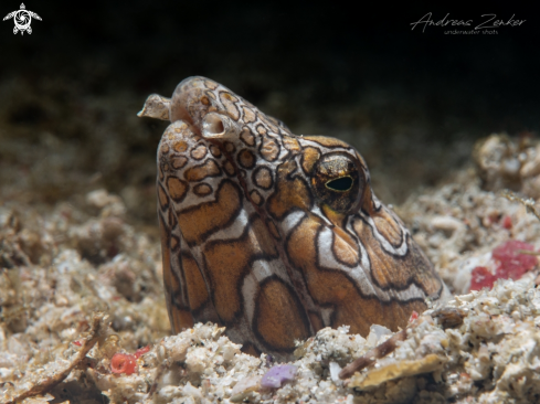 A Napoleon snake eel