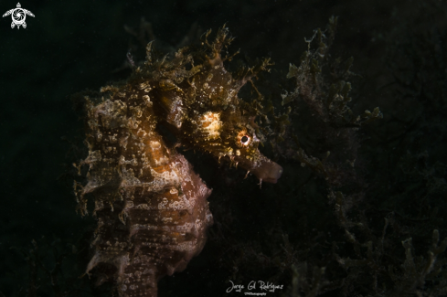 A Hippocampus guttulatus | Longsnout seahorse