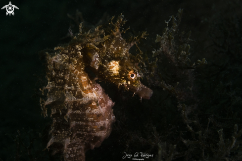 Longsnout seahorse