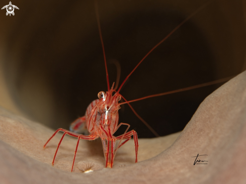 A Lysmata pederseni | Peppermint shrimp