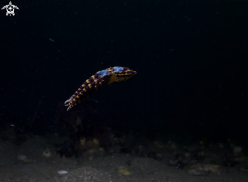 A Bluering Octopus