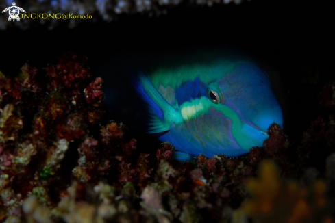 A Yellow Barred Parrotfish