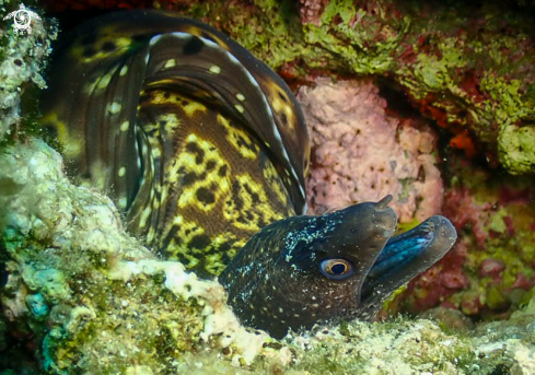 A Moray ell