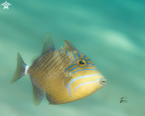 A Balistes vetula | Queen Triggerfish