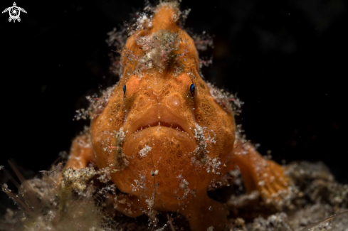 A Painted Frogfish