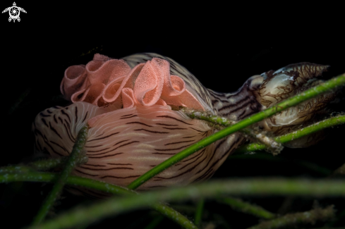 A Jorunna rubescens