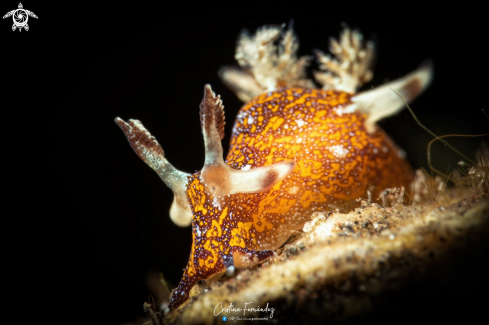 A Trapania miltabrancha | Nudibranch