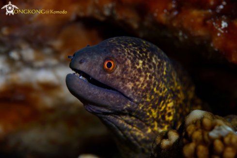 A Yellowmargin Moray