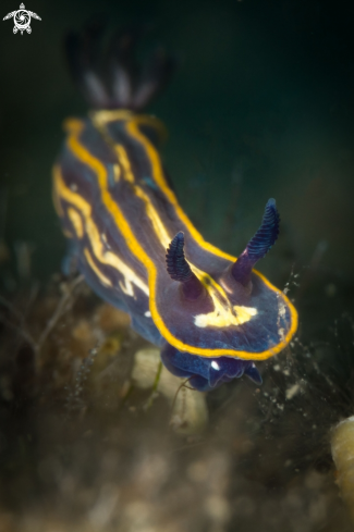 A Felimare tricolor nudibranch | Doris tricolor