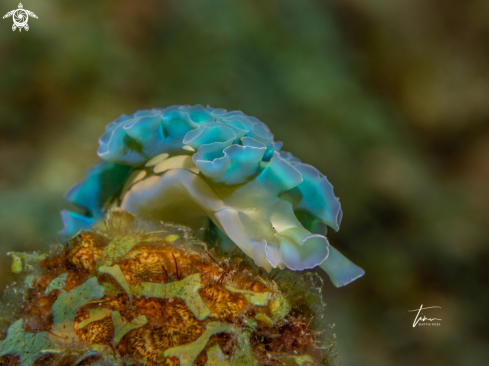 A Elysia crispata | Lettuce sea slug