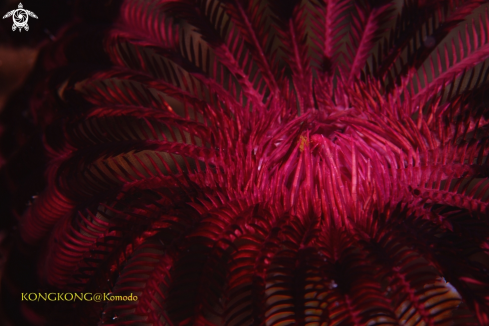 A Feather Star