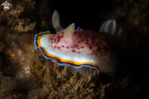 A Chromodoris trimarginata nudibranch | Chromodoris tricolor nudibranch