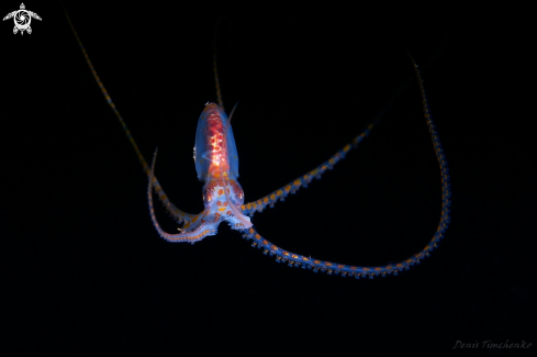 A Abdopus sp. | OCTOPUS