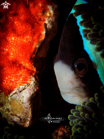 A Amphiprion clarkii (Bennett, 1830) | Clark's Anemonefish & Eggs