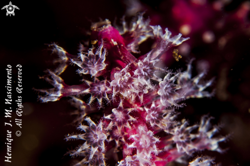 A Alcyonium glomeratum | ?????
