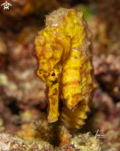 A Seahorse