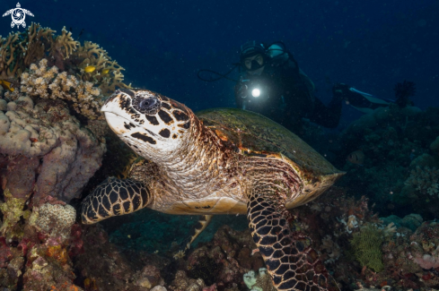 A Green Turtle