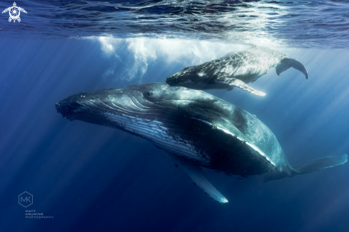 Humpback Whale