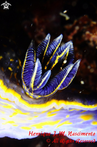 A Felimare cantabrica | Nudi