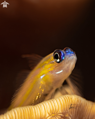 A Coryphopterus lipernes | Peppermint Goby