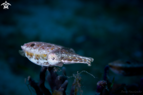 A CUTTLEFISH 