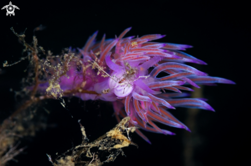 A Flabellina affinis nudibranch | Flabellina rosa nudibranch