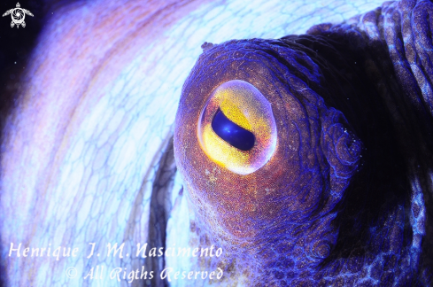 A Octopus vulgaris | Octopus - Polvo