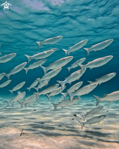 A White Mullet