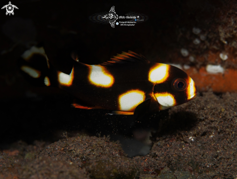 A Plectorhinchus vittatus (Linnaeus, 1758) | Oriental Sweetlips