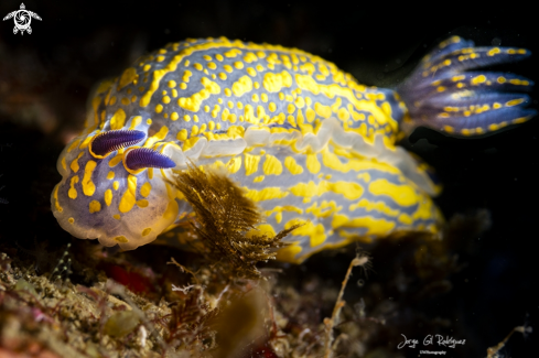 A Elegant nudibranch