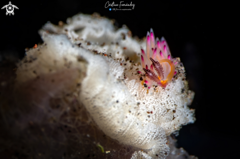 A Favorinus mirabilis  | Nudibranch