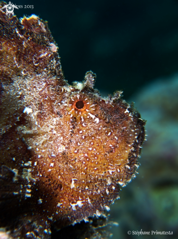 A Leaf fish