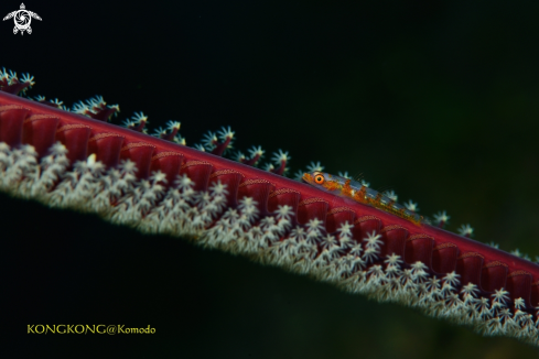 A Large Whip Goby