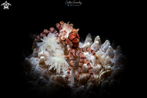 A Lybia tessellata | Pom pom crab