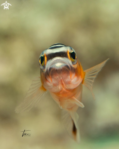 A Serranus tabacarius | The Tobaccofish