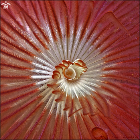 A Double-spiral feather duster worm 