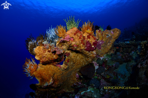 A Feather Star