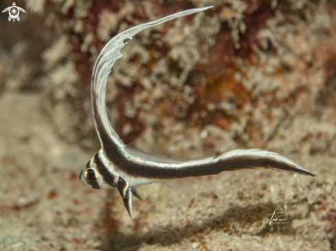 A Equetus punctatus | Spotted Drum