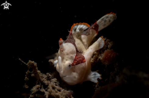 A Antenarius maculatus | Warty Frogfish