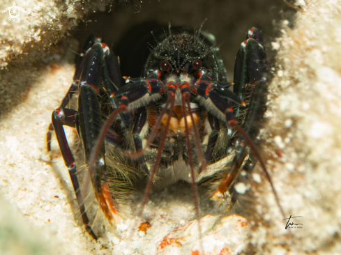 A Axiopsis serratifrons | Lobster shrimp