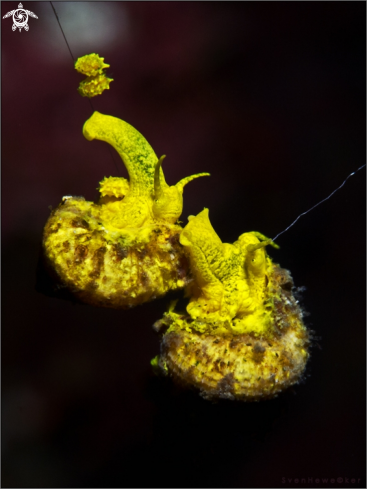 A Golden wendletrap snail