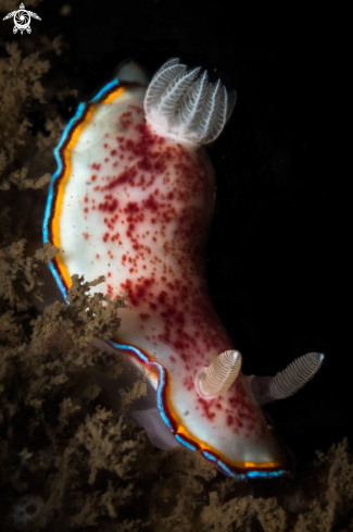 A Chromodoris trimarginata nudibranch